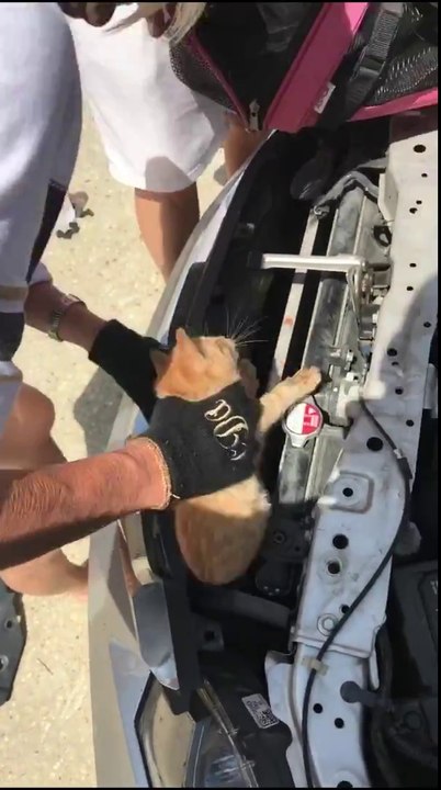 Ce qu'elle va trouver coincé dans le moteur de sa voiture est incroyable...