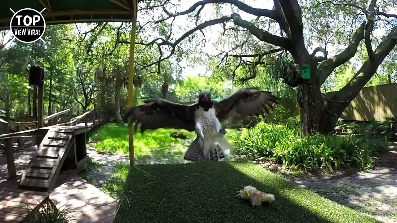 10 Aves De Presa Más Letales Y Poderosas Del Mundo