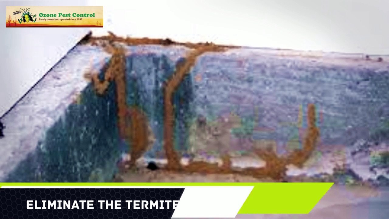 Expert Termite Control Apache Junction AZ 480-493-5028 Ozone Pest Control