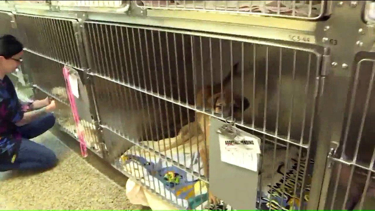 Dogs Abandoned in Hurricane Florence Now Up for Adoption in New Jersey