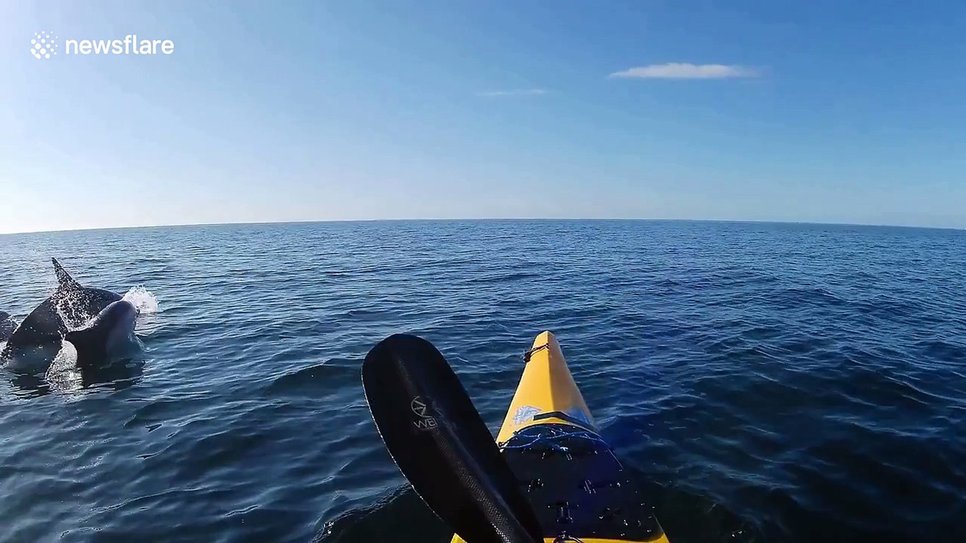 ⁣Breathtaking moment dolphins speed alongside kayaker