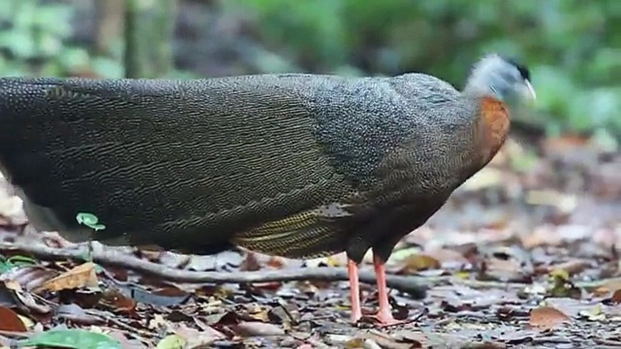 The great argus is a species of pheasant from Southeast Asia.