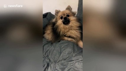 Tiny dog lets out hilariously big sneeze