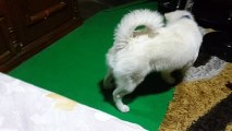 Funny Cute Dog Playing With Laser Light - Funny Videos Of Dog