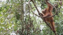 Greenpeace acusa a 25 compañías de aceite de palma de deforestar 1.300 km2