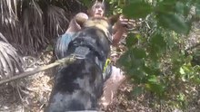 Very Good Boy: Police Dog Takes Down Kidnapping Suspect in Florida