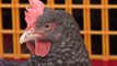 Actus : des poules pour réduire les déchets - 19 Septembre 2018
