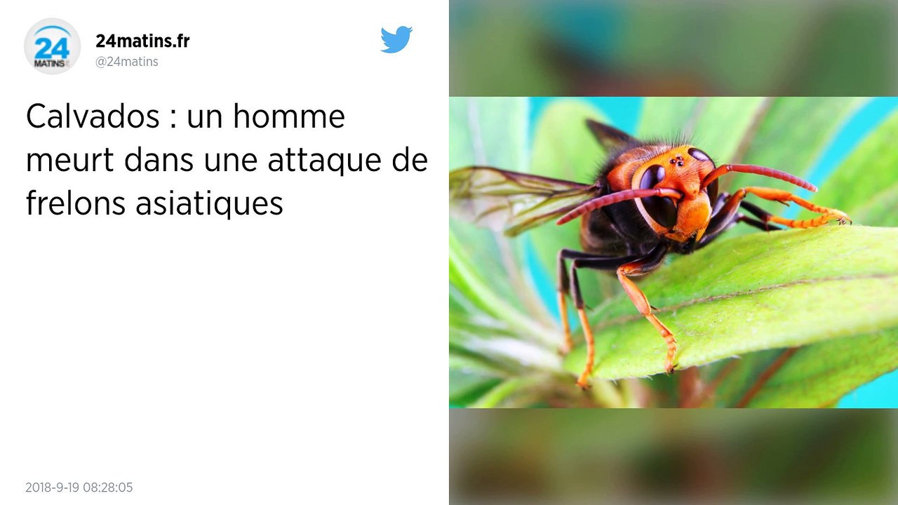 Calvados. Il décède suite à des piqûres de frelons asiatiques.