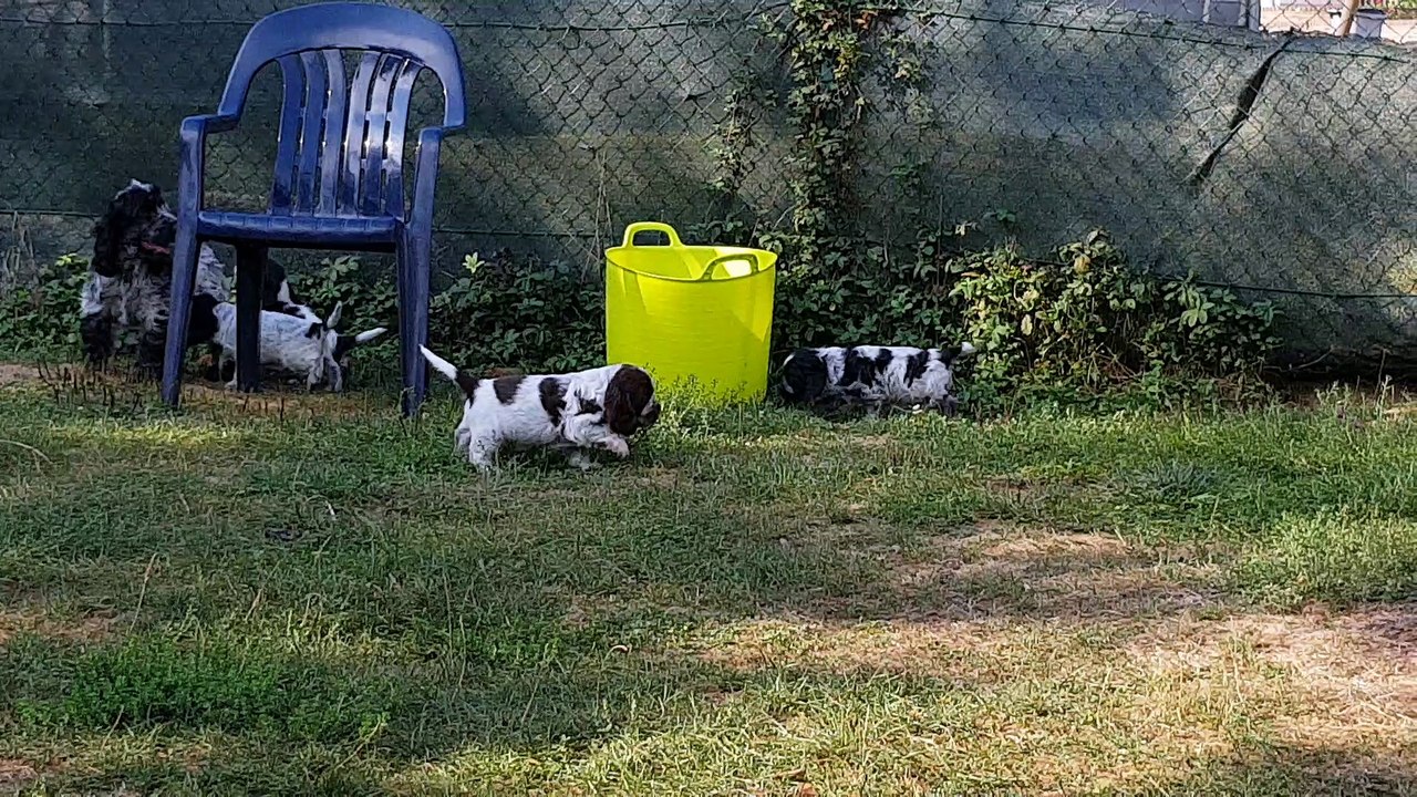 Septembre 2018, bébés cockers, 5 semaines