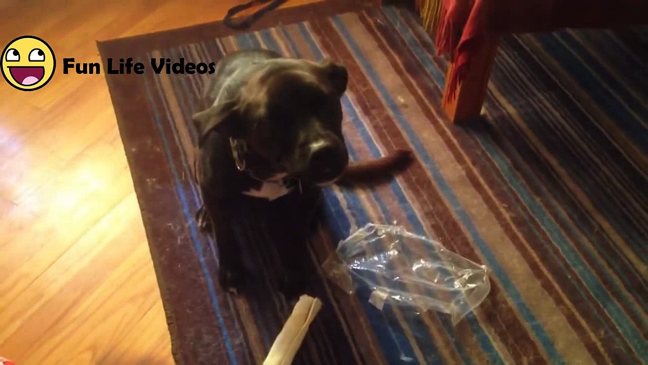 Funniest Guilty Pet & Animal Videos December 2016 Weekly Compilation - Kyoot Animals