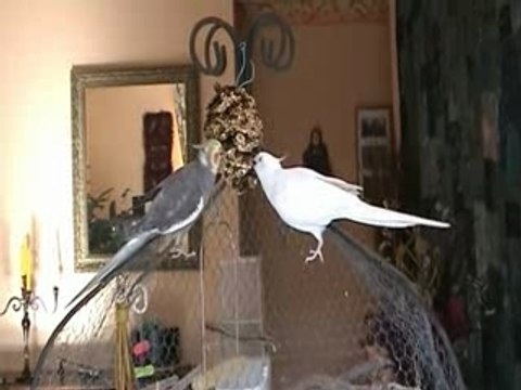 Oscar et Zoé, mes calopsittes EAM un couple très tendre.