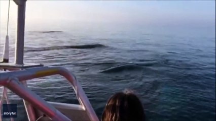 Trois baleines sautent hors de l'eau