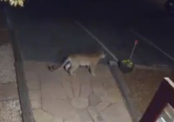 Boulder Motel Hosts an Unexpected Guest - a Mountain Lion