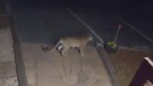 Boulder Motel Hosts an Unexpected Guest - a Mountain Lion