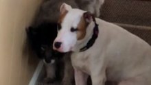 Attentive Young Dog Helps His Elderly Friend Down the Stairs