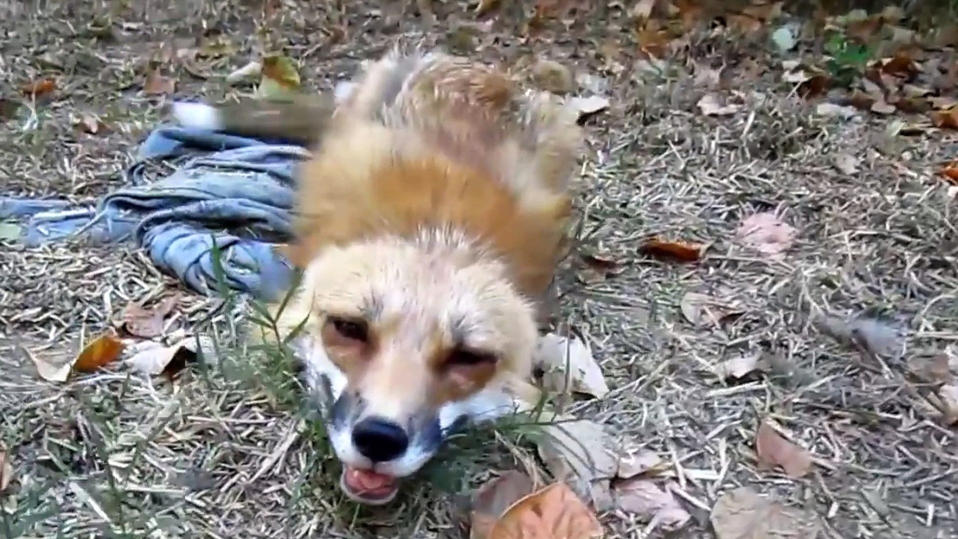 baby fennec fox pet