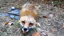 Cutest Pet Foxes Compilation