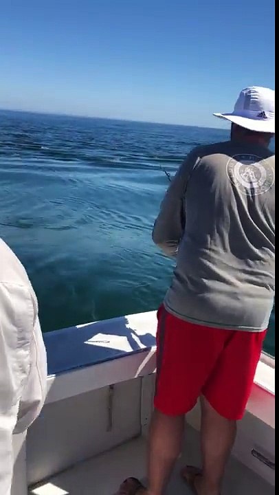 Un grand requin blanc vole le poisson d'un pêcheur