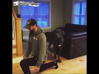 Sahibiyle Beraber Spor Yapmaya Uğraşan Danua