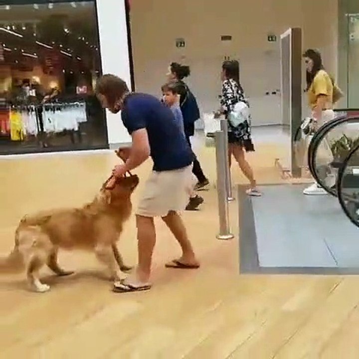 Ce grand chien a peur de prendre l'escalator