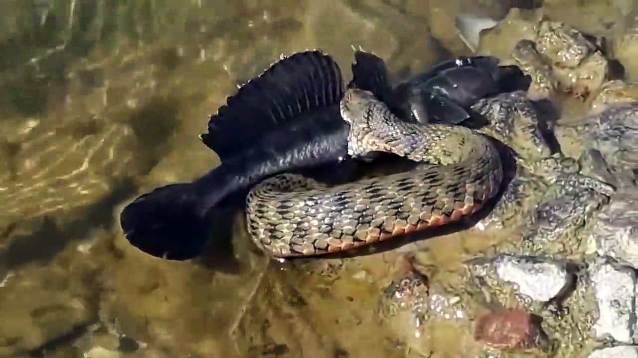 Ce serpent gourmand essaie d'avaler un gros poisson chat