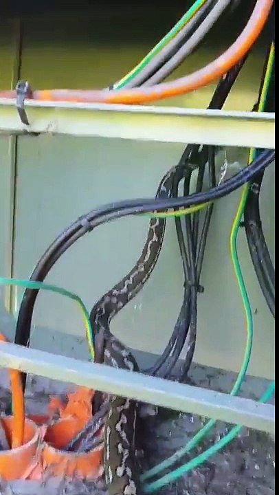 Un python vit dans une gaine élèctrique