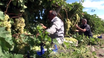Üzümde bereket yılı, Türkiye'nin yarısı Elazığ'dan ürün alıyor