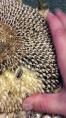 Harvesting Sunflower Seeds Is So Relaxing And Tasty Part 2