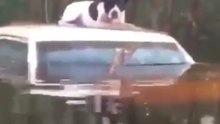 Animal Rescuer Braves North Carolina Floods to Save Stranded Dogs