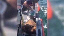 US Coast Guard Rescues Injured Sea Turtle Off Plantation Key
