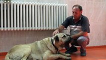 Kangal köpeklerinin tümörleri operasyonla alındı - BİNGÖL