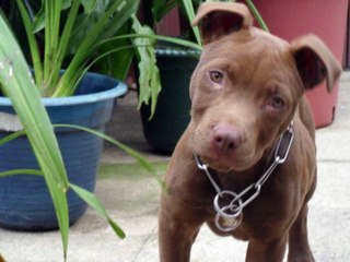 tender pitbull puppies