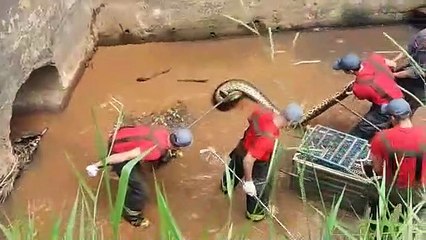 Download Video: Des ouvriers découvrent un énorme anaconda dans une canalisation