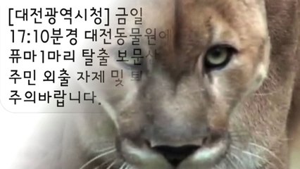 동물원 탈출 퓨마 '뽀롱이'는 왜 죽어야 했나 / YTN
