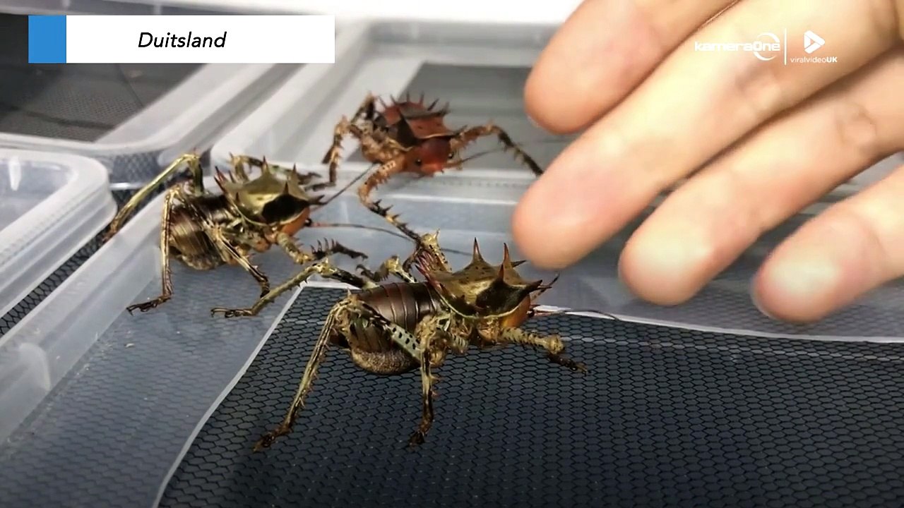 De koringkriek: Een keihard insect