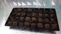 SEED GERMINATION experiment in GREENHOUSE