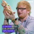 Ed Sheeran répond à une interview avec des chatons
