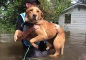 PETA Animal Rescue Team Saves Dogs and Cats Trapped by Floodwaters