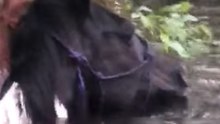 Two 'Scared and Confused' Horses Found Neck-Deep in Flood Waters