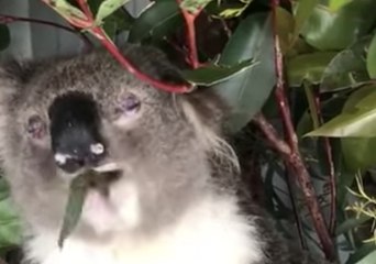 Chlamydia-Stricken Koala Recovers in Australian Wildlife Sanctuary