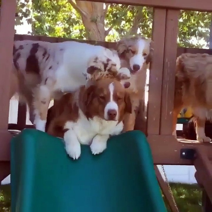 2 puppies play with their mom