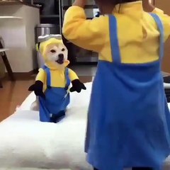 my dog is wearing minions uniform