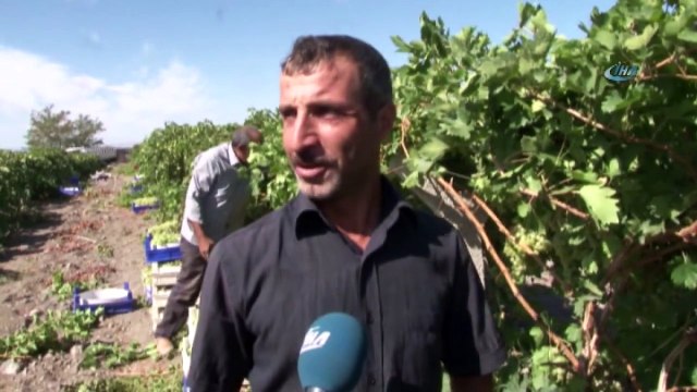 Üzümde Bereket Yılı, Türkiye'nin Yarısı Elazığ'dan Ürün Alıyor
