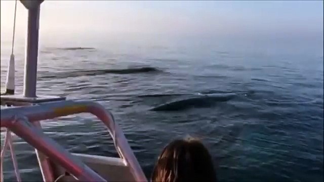 Trois baleines sautent hors de l'eau