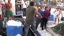 Karadenizli balıkçıların ağları istavritle doldu - DÜZCE