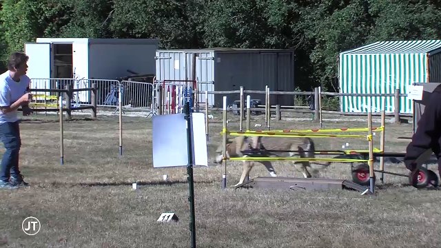 L'attelage canin : des chiens de compétition - 19/09/2018