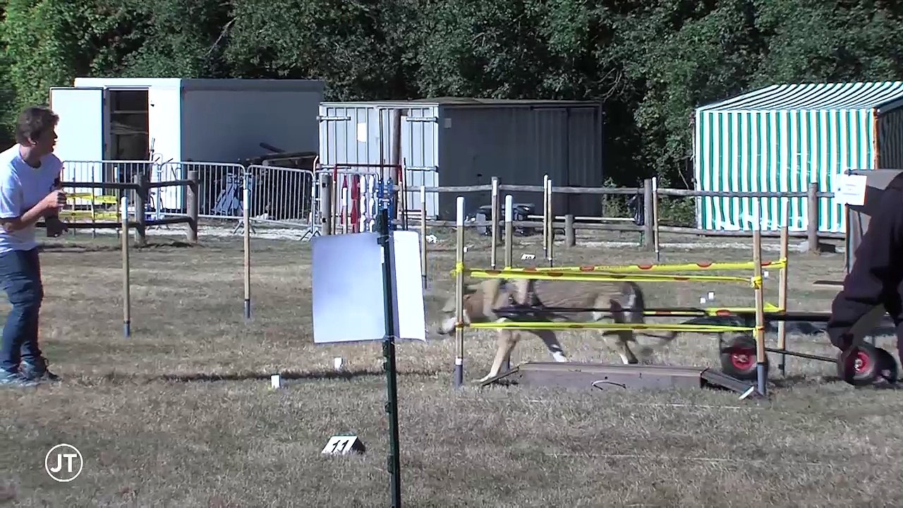 L'attelage canin : des chiens de compétition - 19/09/2018