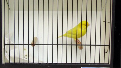 mâles jaune schimmel 2018