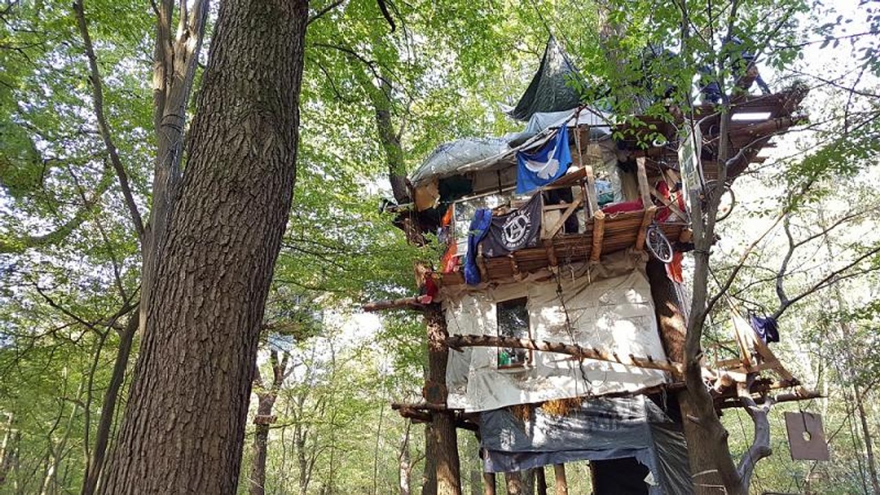 Toter im Hambacher Forst: Mann stürzt aus 12 Metern Höhe von einem Baum