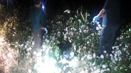 Hatay'da Pamuk Tarlasında Uyuşturucu Operasyonu